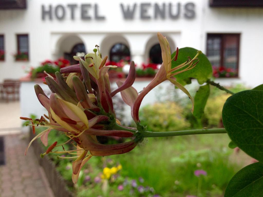 Hotel Wenus Kazimierz Dolny Ngoại thất bức ảnh